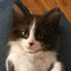 Meet your Posher, Samantha